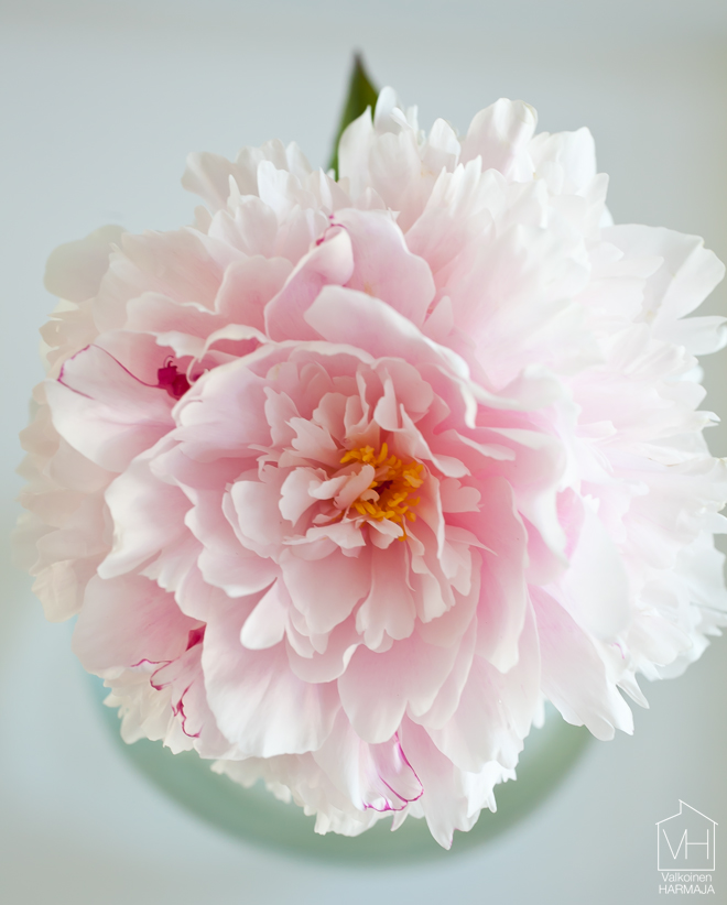 peony