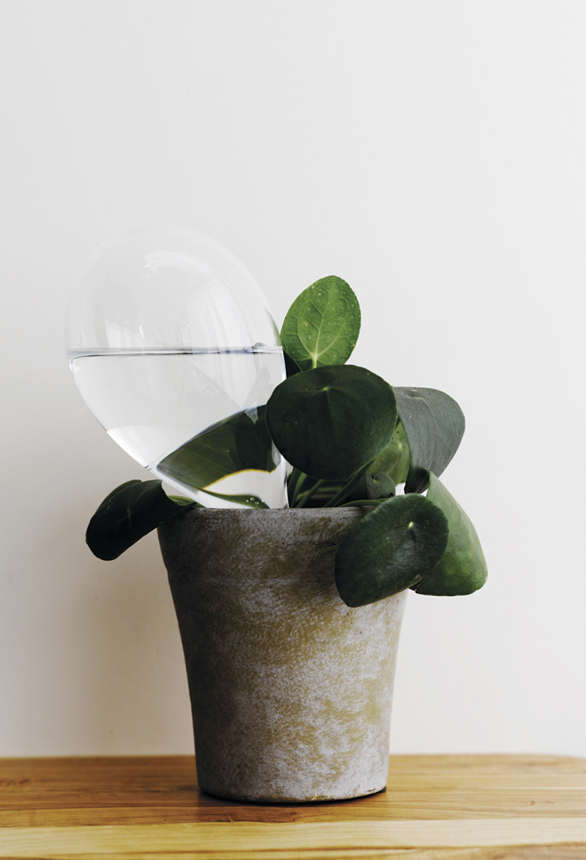 samuji-koti-watering-bulb-photo-sami-repo