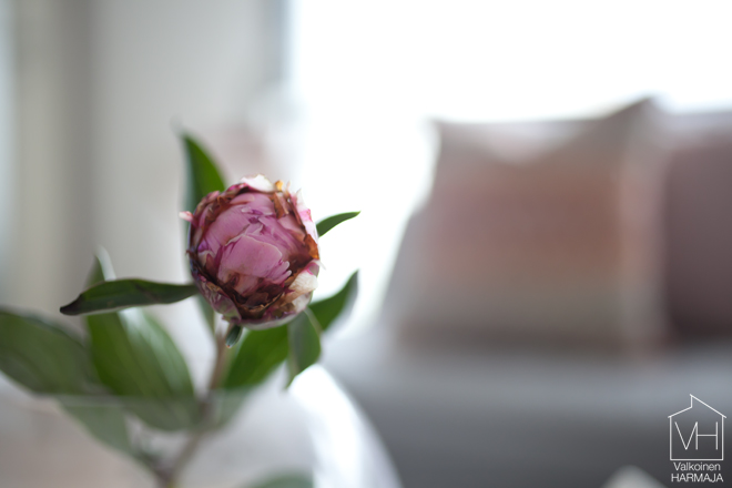 peony