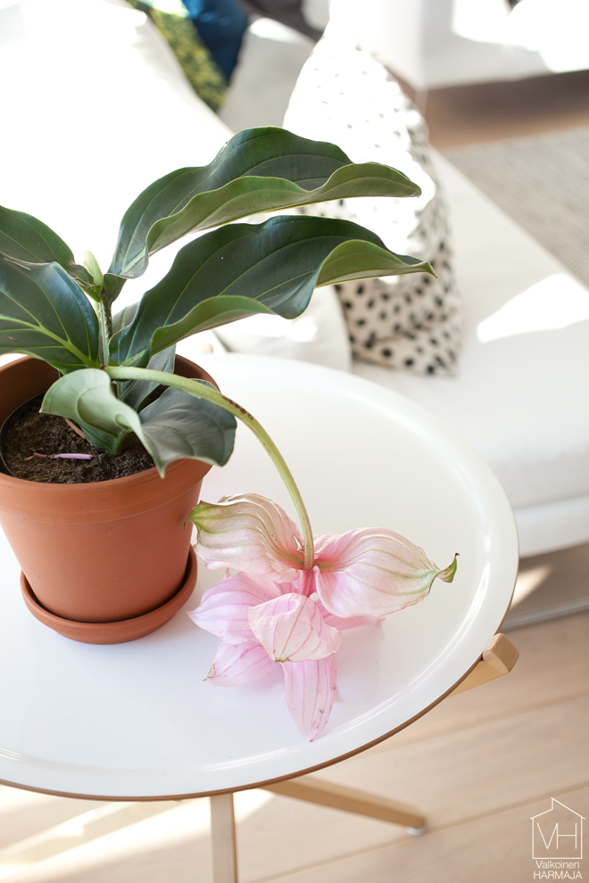 medinilla