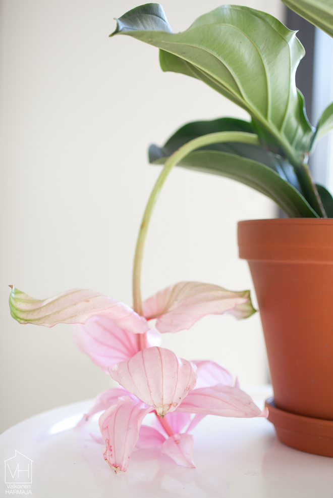 medinilla_2