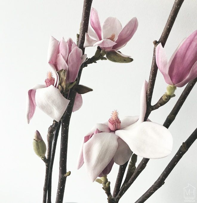 magnolia