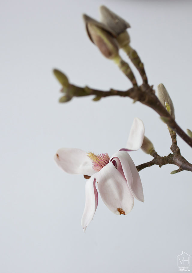 magnolia_lahi